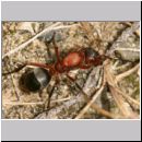 Formica -Serviformica- sanguinea - Blutrote Raubameise - Jungkoenigin 01b 11mm.jpg